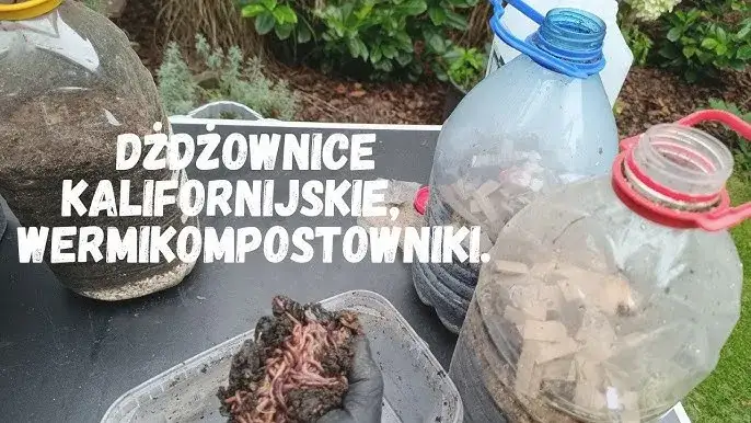 Pojemnik z dżdżownicami w wilgotnym podłożu