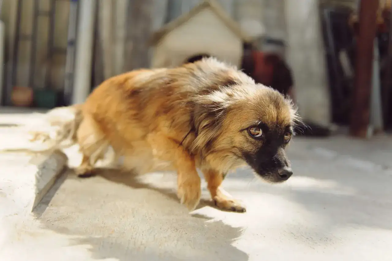 Un petit chien brun aux yeux écarquillés, l'air effrayé, se tient sur le béton. Mon chien a peur de tout, même de son ombre.