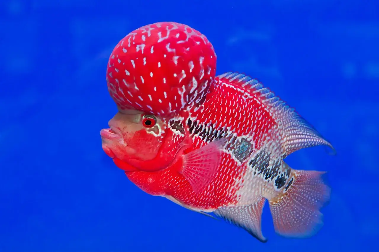 En st&aring;tlig flowerhorn fisk med en framtr&auml;dande panna simmar i bl&aring;tt vatten.