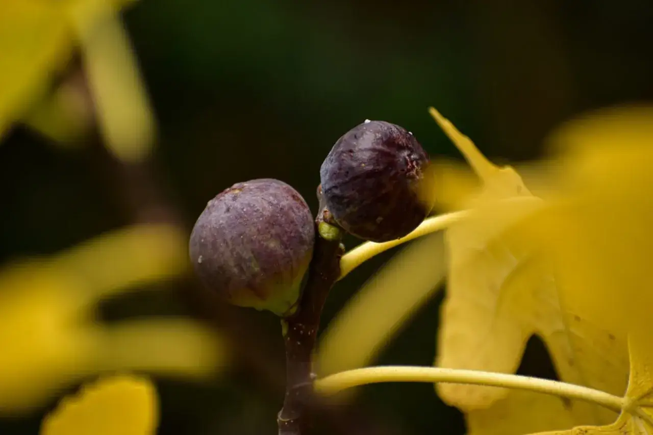 Deux figues mûres sur une branche, entourées de feuilles jaunes. Un signe que l'engrais naturel pour figuier a bien fonctionné.