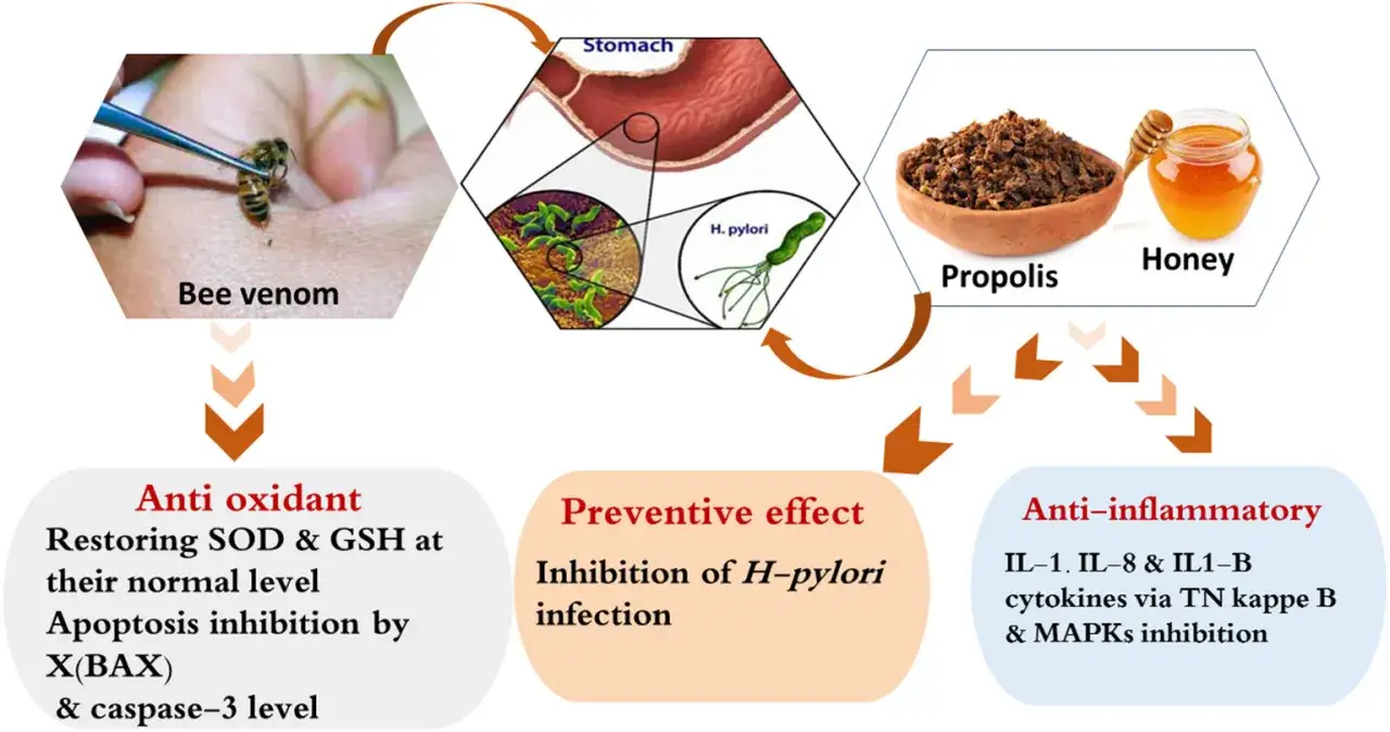 Produkty pszczele: jad, propolis i miód działają antyoksydacyjnie, przeciwzapalnie i zapobiegają infekcji H. pylori.