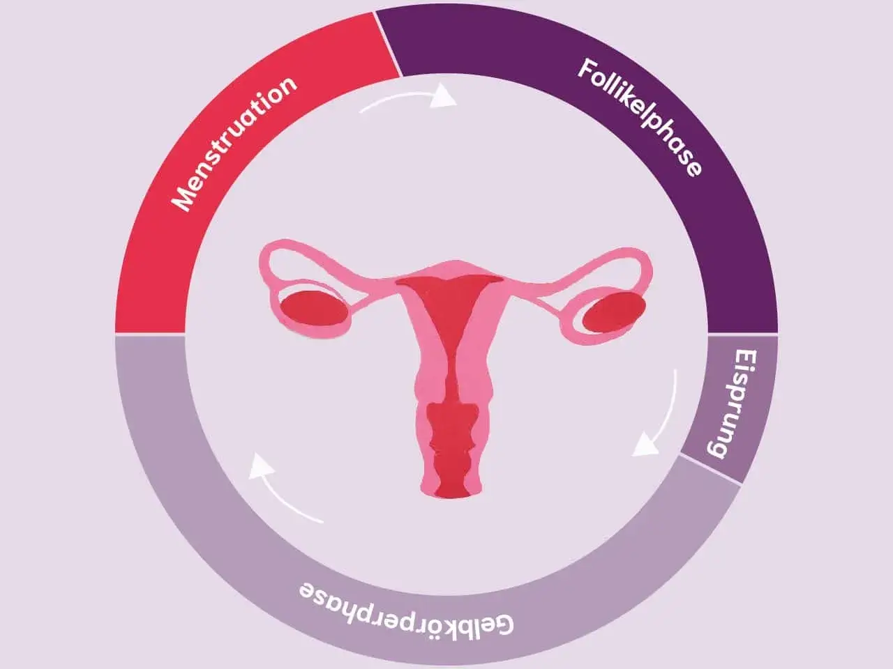 Der weibliche Zyklus: Menstruation, Follikelphase, Eisprung und Gelbkörperphase. Ein Kreislauf, der das Leben einer Frau prägt.