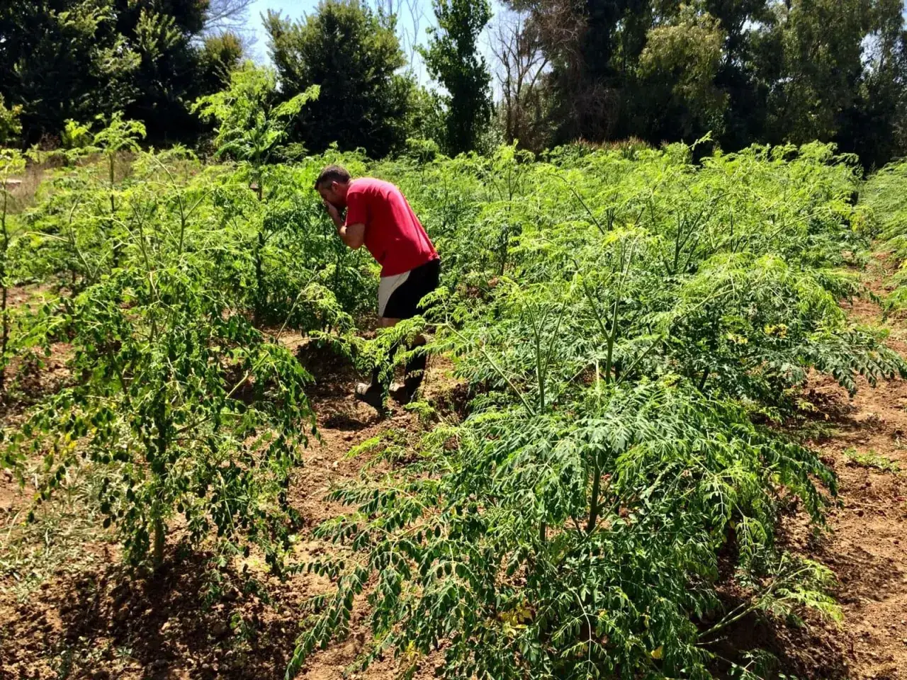 Un uomo in maglietta rossa si china tra le rigogliose foglie di un campo di moringa albero, assaporando l'aria fresca.