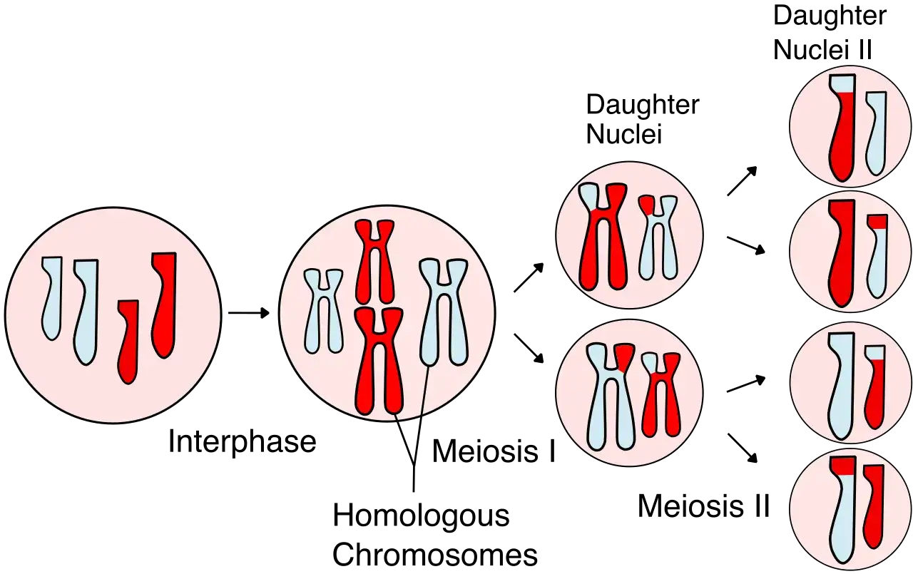 Ilustraci&oacute;n de las meiosis fases: cromosomas se duplican y separan en cuatro c&eacute;lulas hijas.