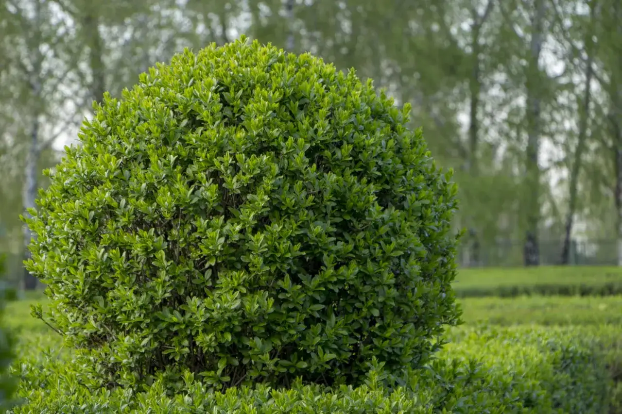 Un arbuste de tro&egrave;ne taill&eacute; en boule parfaite, se d&eacute;tachant sur un fond flou de verdure et d'arbres.