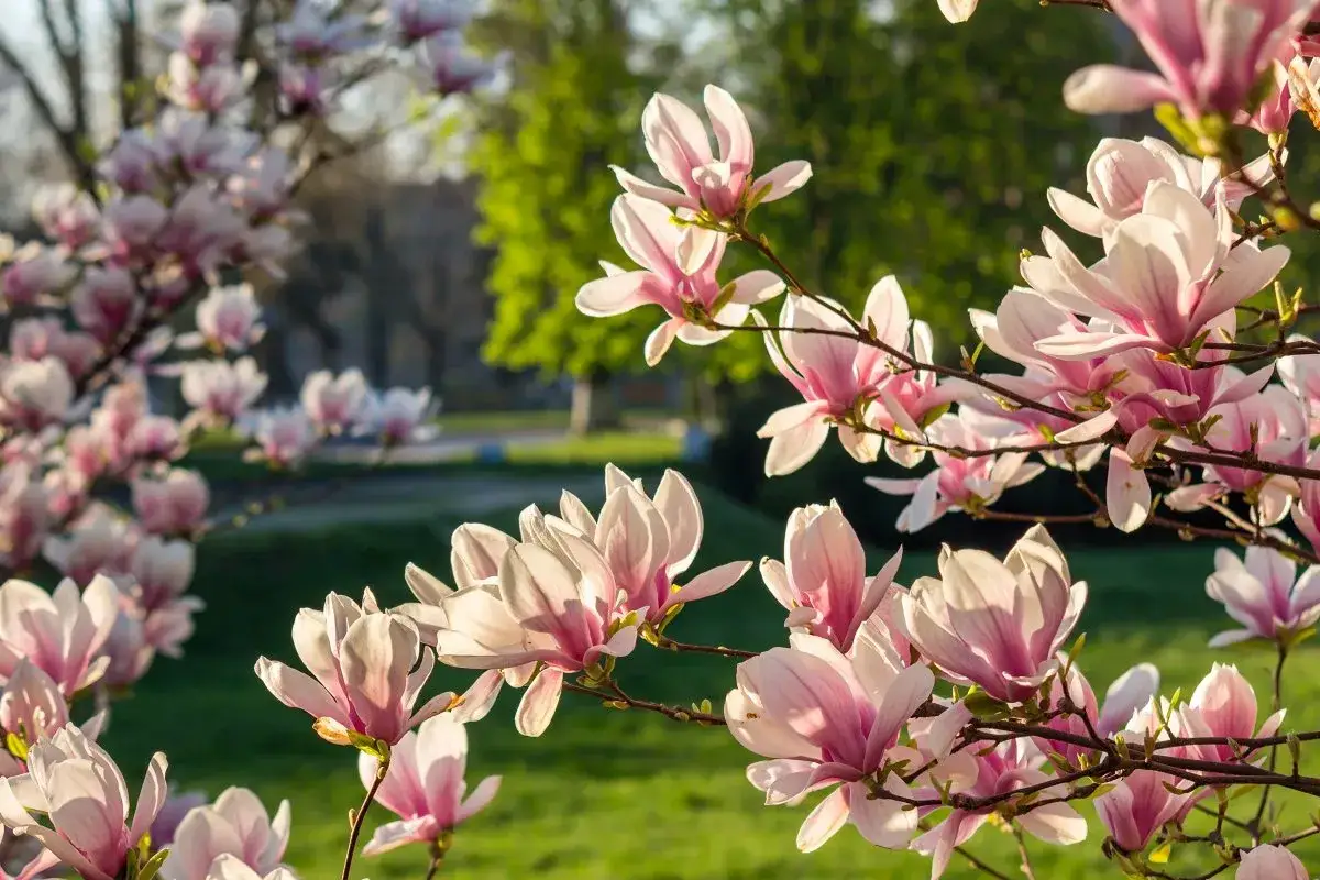 Delikatne, różowe kwiaty magnolii rozkwitają, tworząc wiosenny obraz. To piękny czas, kiedy kwitnie magnolia.