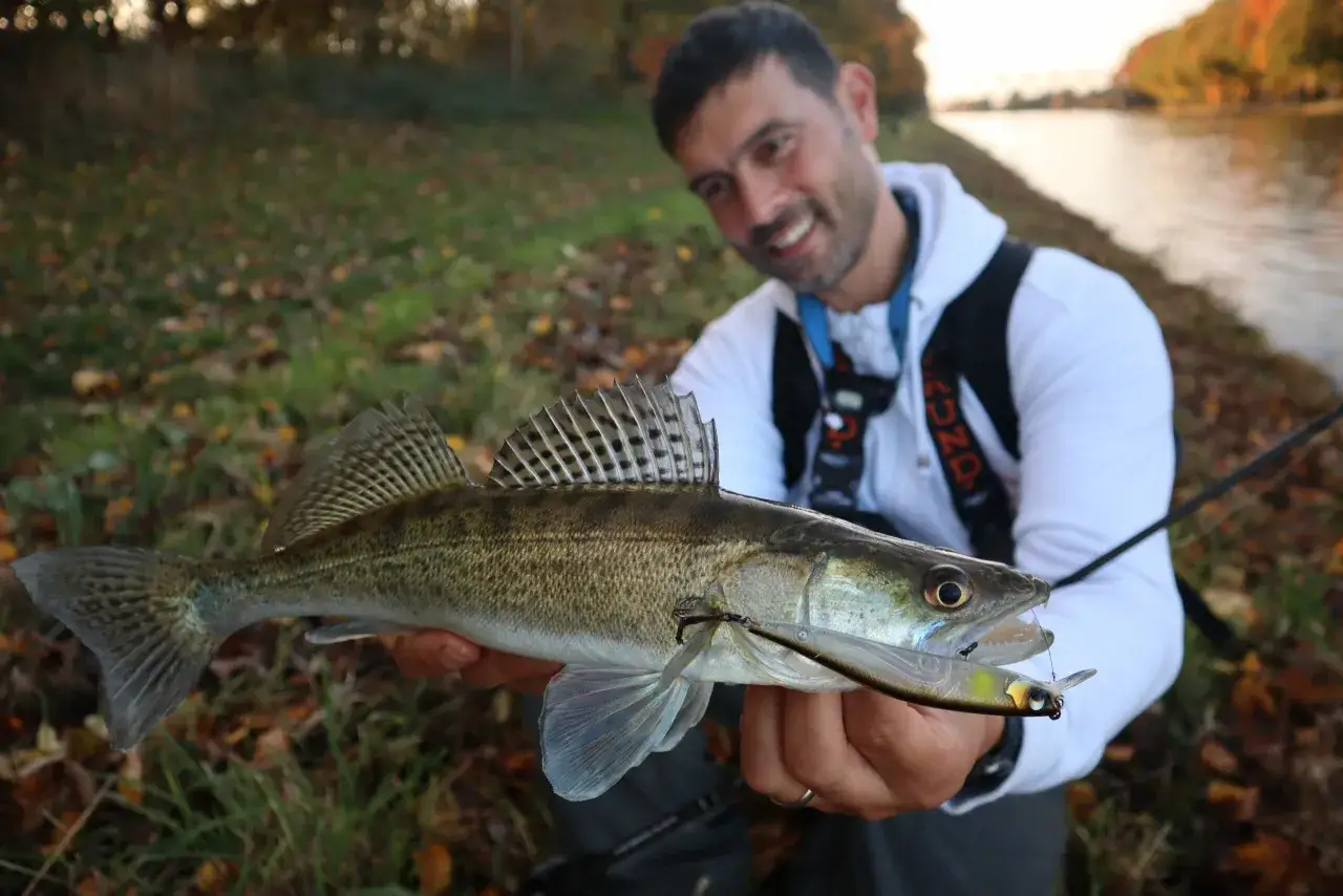 Gl&uuml;cklicher Angler pr&auml;sentiert stolz seinen Fang: ein sch&ouml;ner Zander, gefangen beim Zanderangeln im Sommer.
