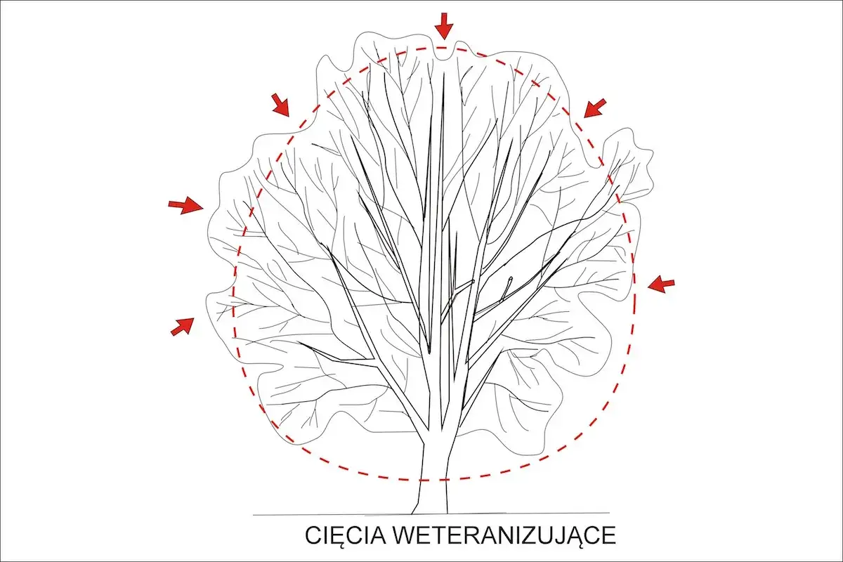 rodzaje cięć magnolii schemat