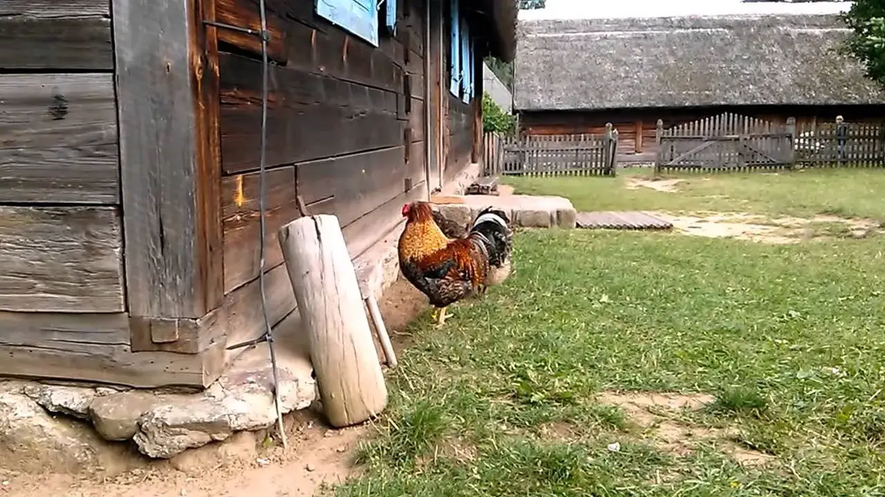 kogut kura zaloty