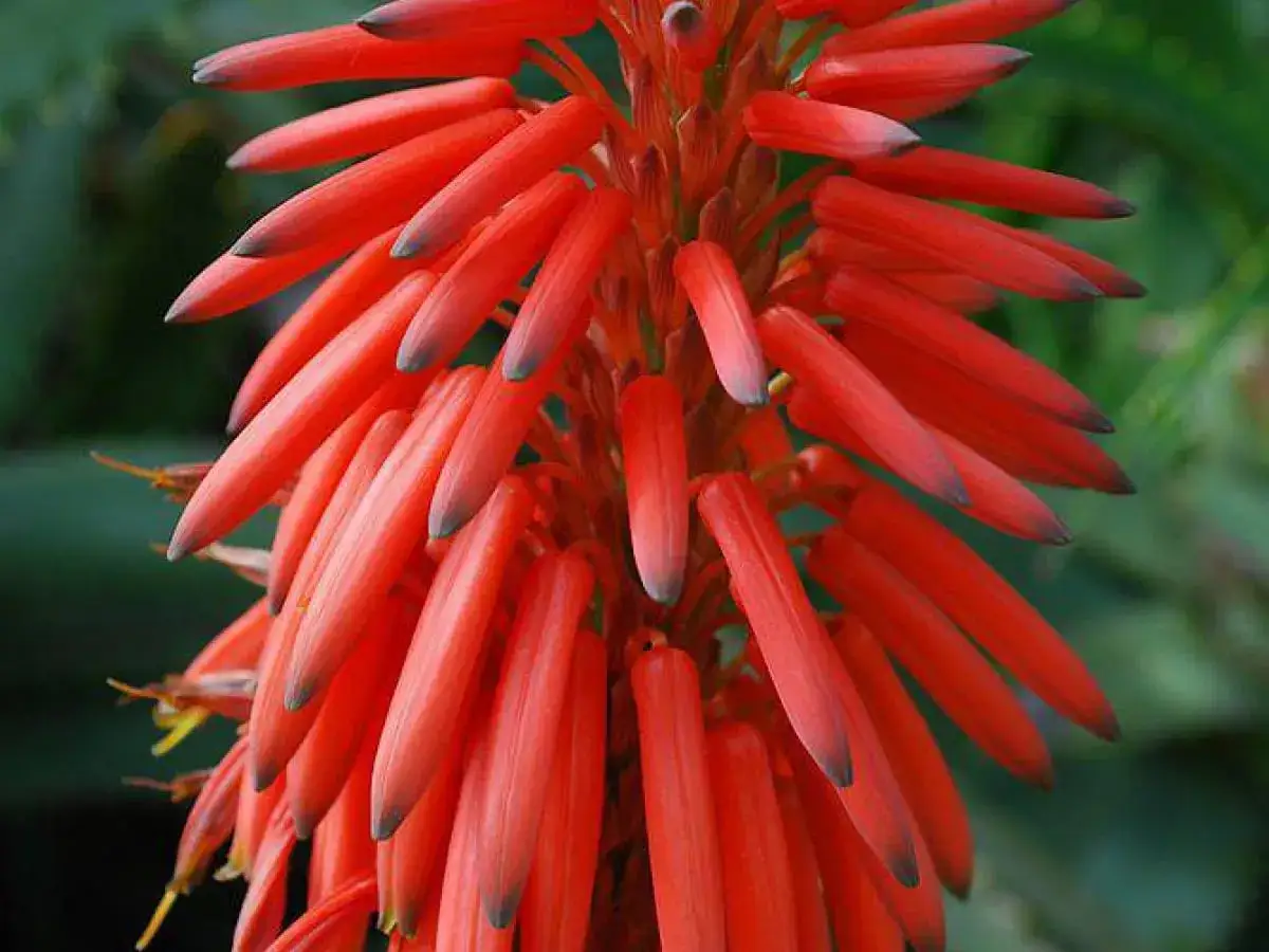 Kwitnący aloes w domu zachwyca jaskrawoczerwonymi kwiatostanami, przypominającymi małe, ogniste pochodnie.