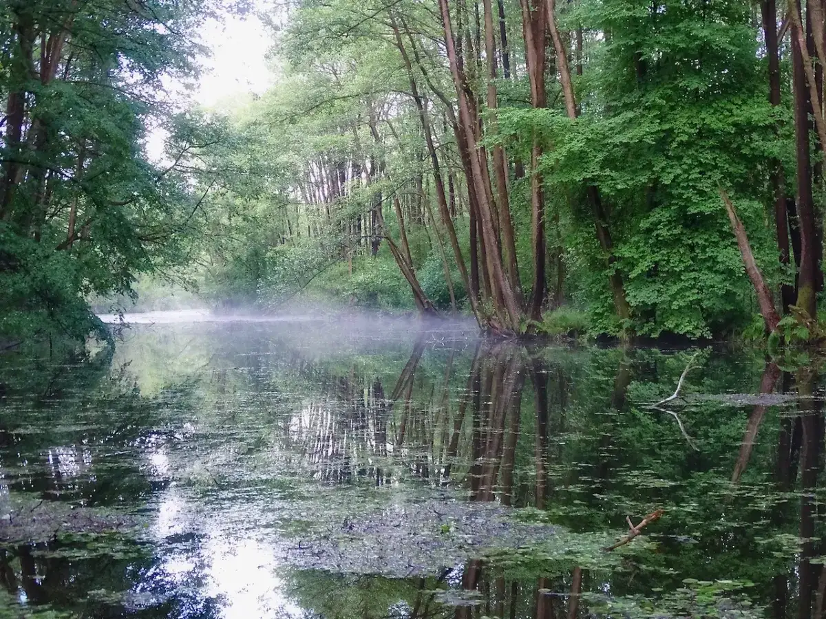 Mglisty poranek nad wodą w rezerwacie przyrody Niebieskie Źr&oacute;dła. Drzewa odbijają się w spokojnej tafli, tworząc magiczny krajobraz.