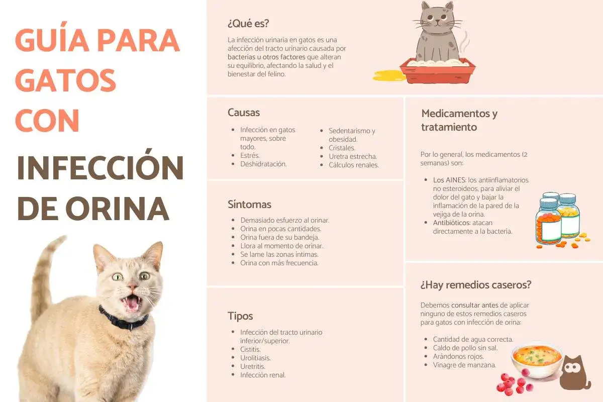Gu&iacute;a para gatos con infecci&oacute;n de orina, incluyendo causas, s&iacute;ntomas, tratamientos y remedios caseros para la cistitis en gatos.