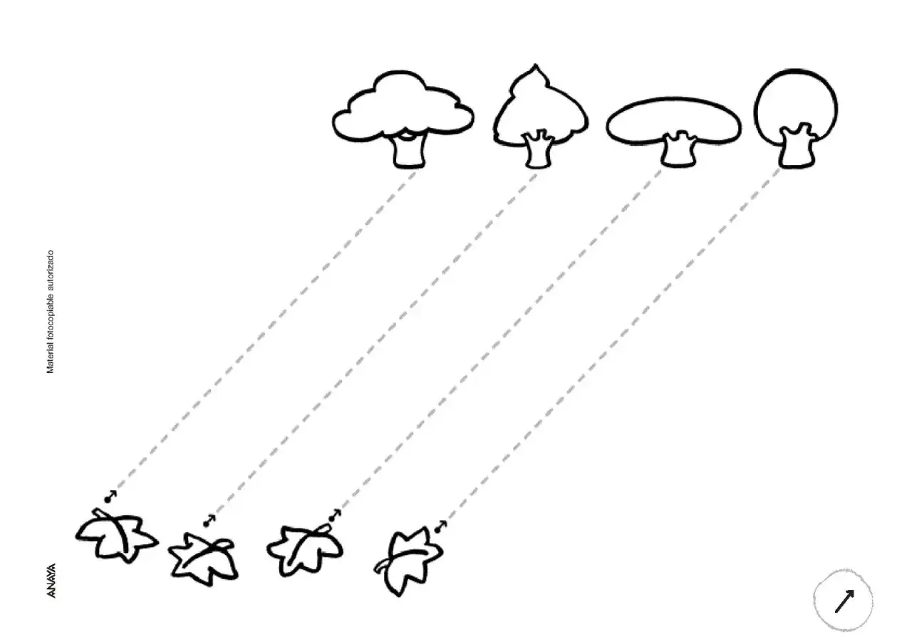 Hojas y &aacute;rboles para refuerzo fichas de lengua 1 primaria. Sigue las l&iacute;neas punteadas para unir cada hoja con su &aacute;rbol.