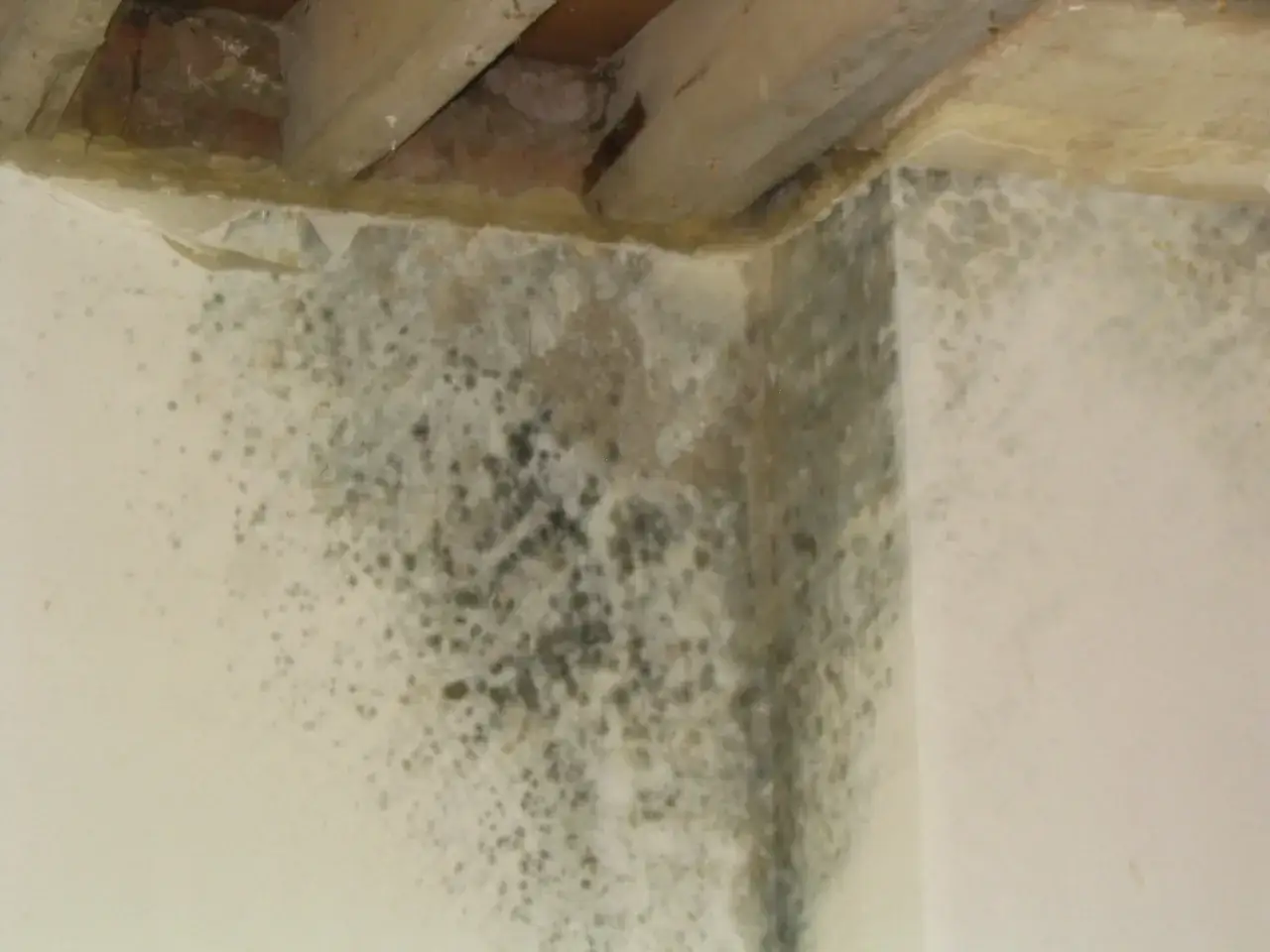 Un coin de mur envahi par la moisissure, signe d'une humidit&eacute; persistante.