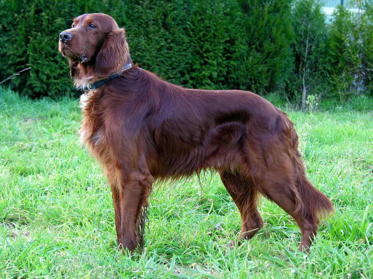 En ståtlig **irish setter** står i gräset, med sin glänsande mahognyfärgade päls och uppmärksamma blick.