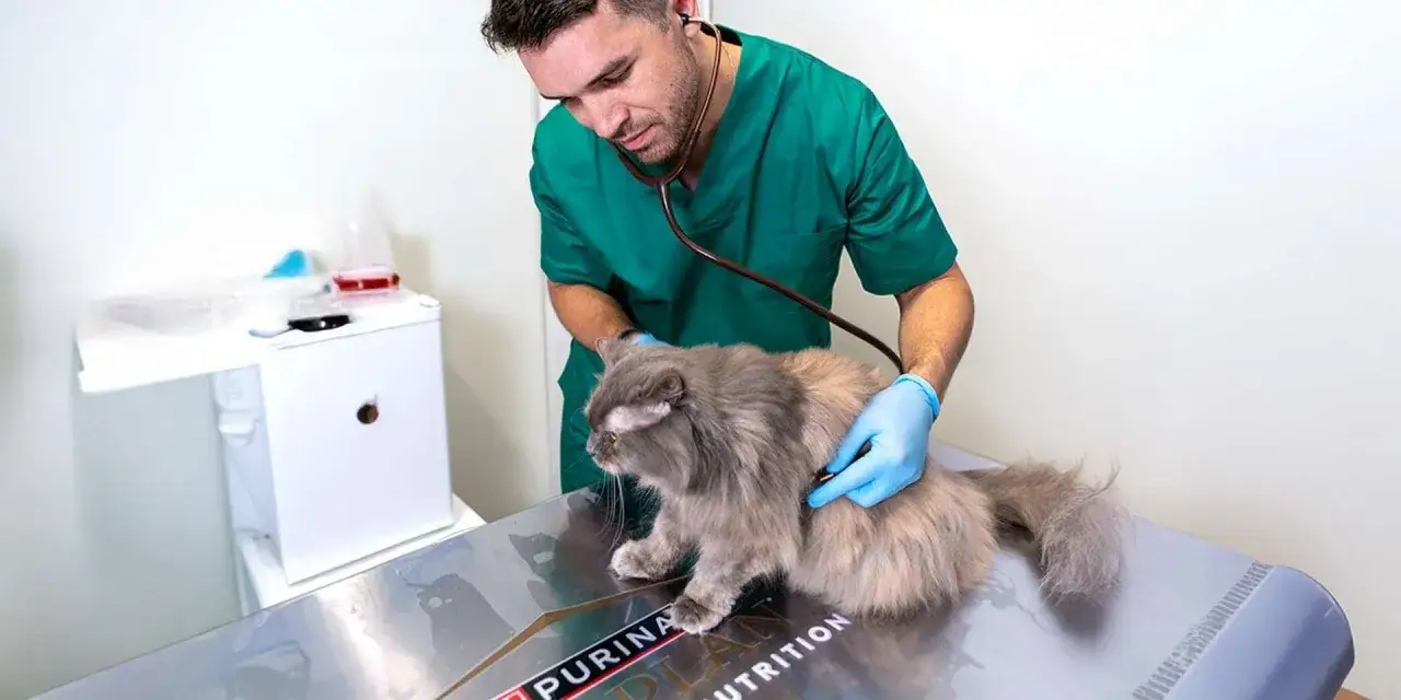 Veterinario examina a un gato con calvas en la cabeza. El felino parece preocupado por su pérdida de pelo.