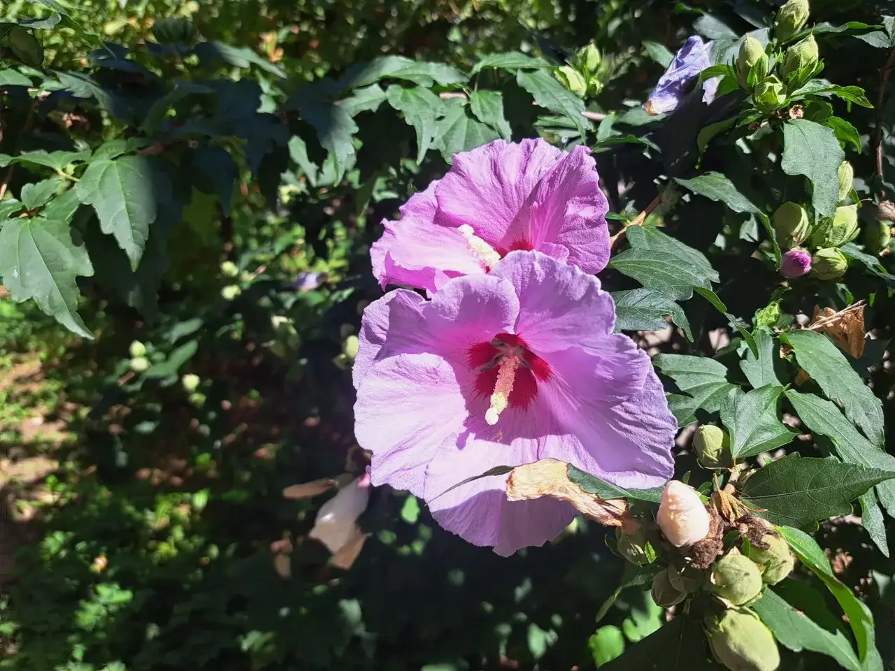 przygotowanie stanowiska hibiskus