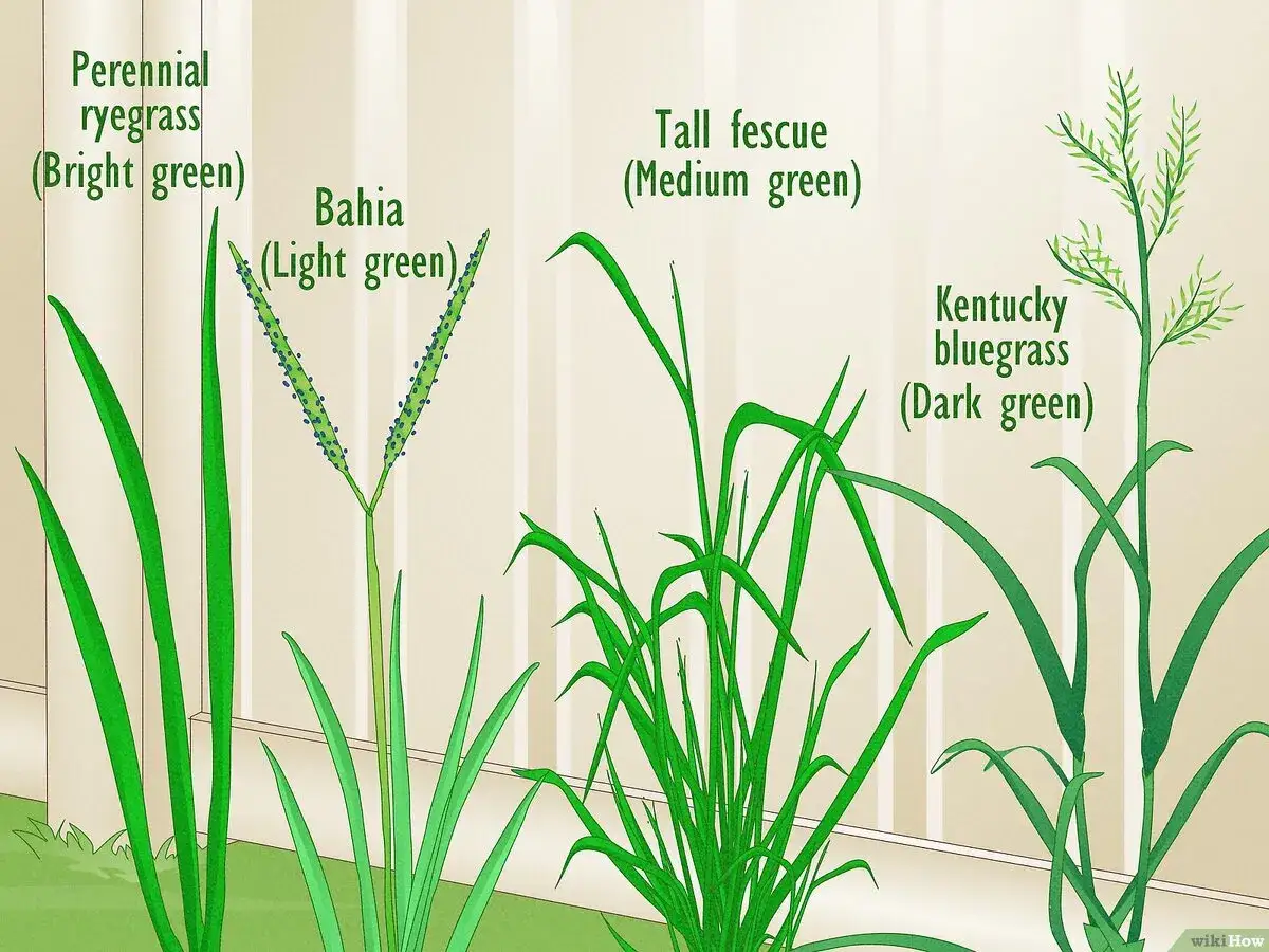Illustration shows four types of grass: bright green perennial ryegrass, light green Bahia grass with seed heads, medium green tall fescue, and dark green Kentucky bluegrass. These grasses are what kind of grass is hay.