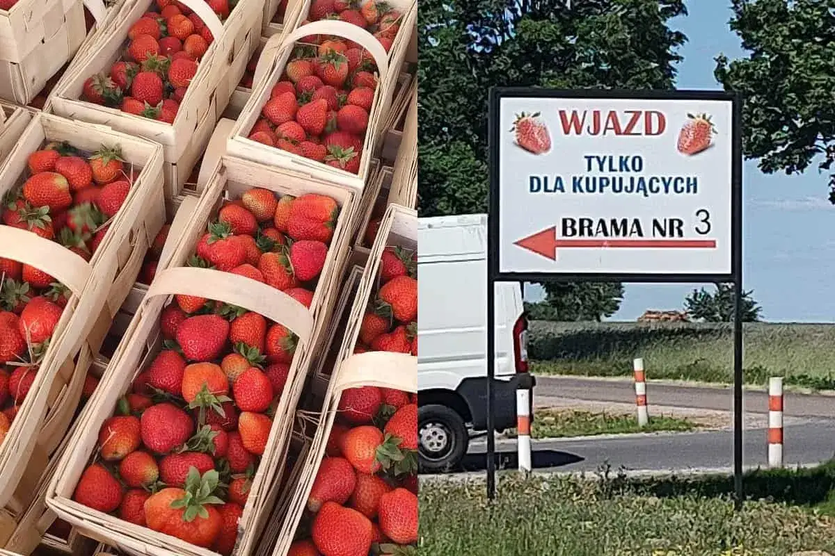 Kosze pełne świeżych truskawek, idealne na letnie desery. Znak informuje o wjeździe dla kupujących, brama nr 3. Truskawki cena zachęca do zakupu.
