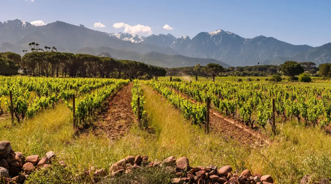 Vignes verdoyantes sous un ciel bleu, avec des montagnes enneigées en arrière-plan. Un paysage typique d'un cépage corse rouge.