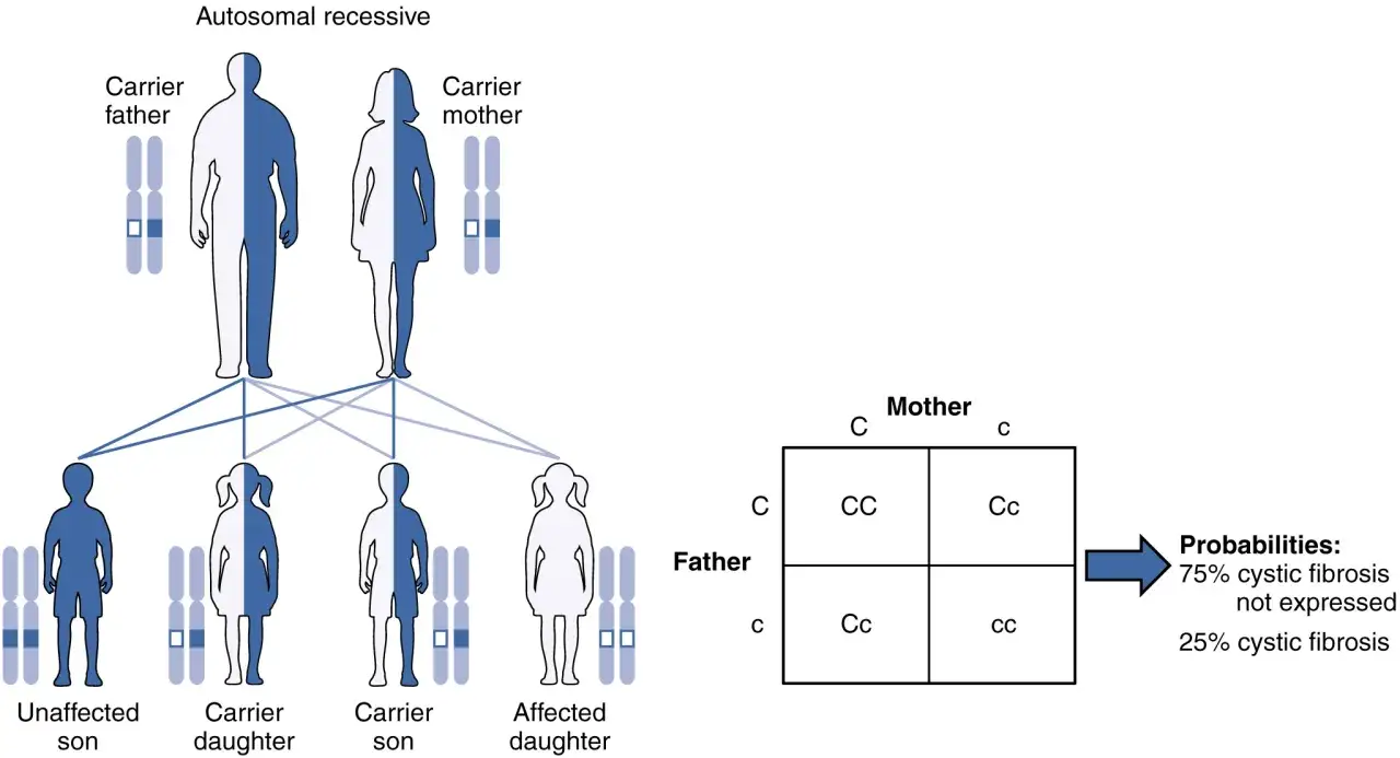 Diagrama de herencia autos&oacute;mica recesiva: padres portadores (mitad azul, mitad blanco) y sus hijos, con un cuadro de Punnett que muestra probabilidades de 25% de fibrosis qu&iacute;stica.