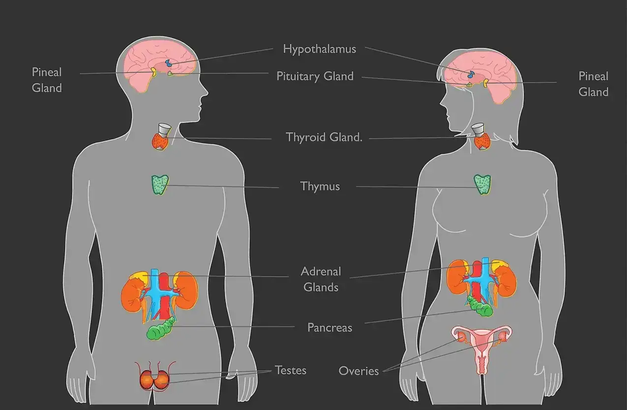 Schemat układu hormonalnego człowieka, pokazujący gruczoły odpowiedzialne za zaburzenia hormonalne: przysadkę, tarczycę, nadnercza i inne.