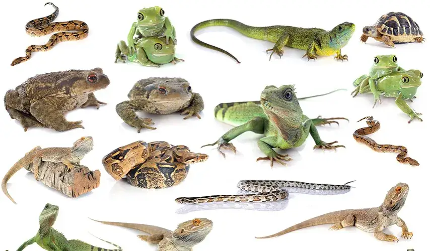 zwierzęta do terrarium dla początkujących