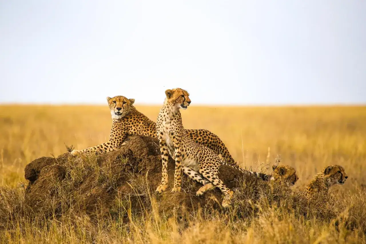Une famille de gu&eacute;pards se repose sur une termiti&egrave;re, un spectacle typique de ce que faire en Tanzanie.