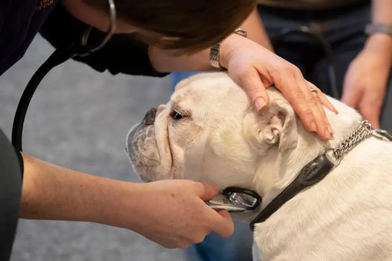Veterinär lyssnar på en gammal hund som andas tungt. En hand smeker hundens huvud.