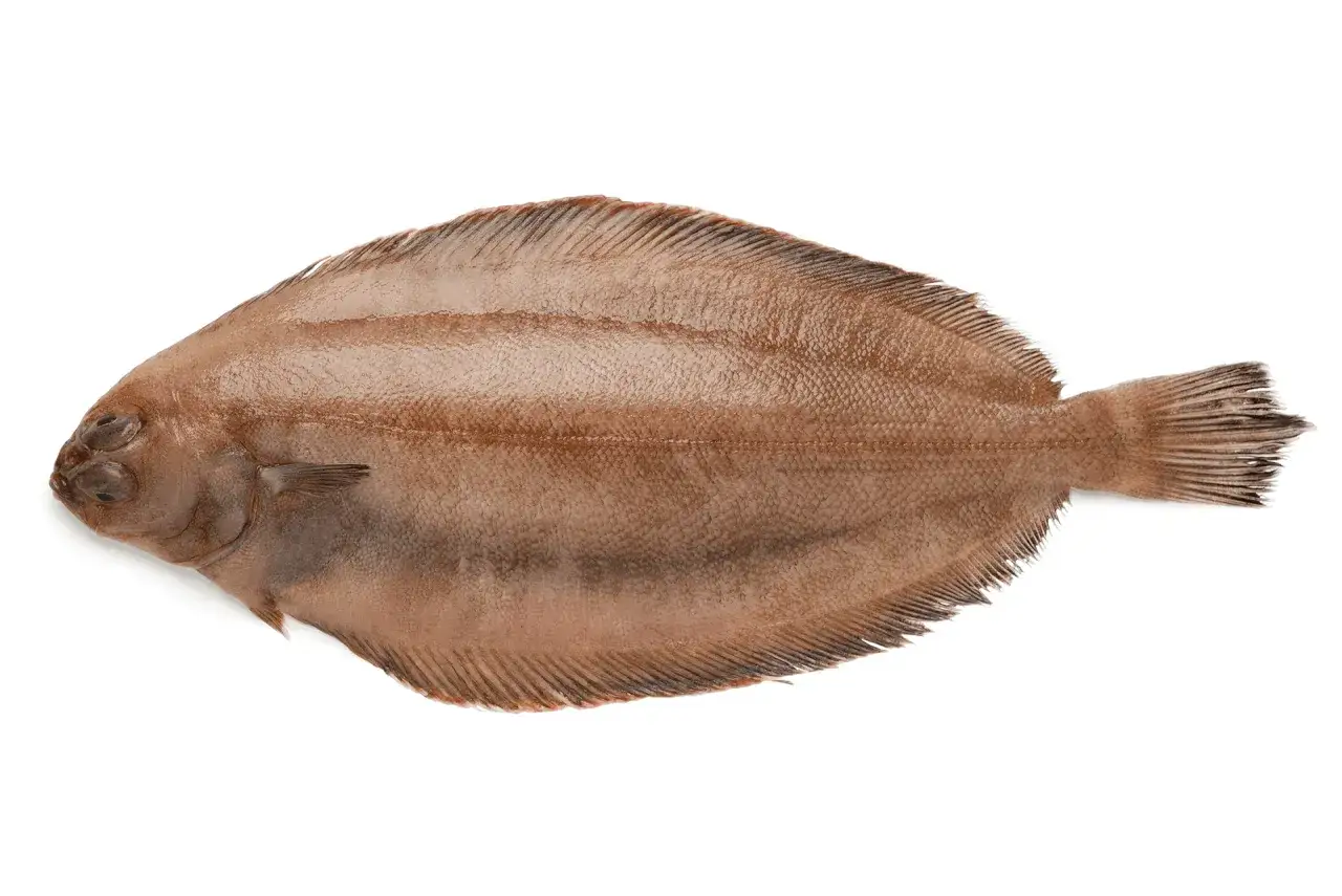 Une limande cardine, poisson plat brun aux yeux sur le dessus, prête à être cuisinée.