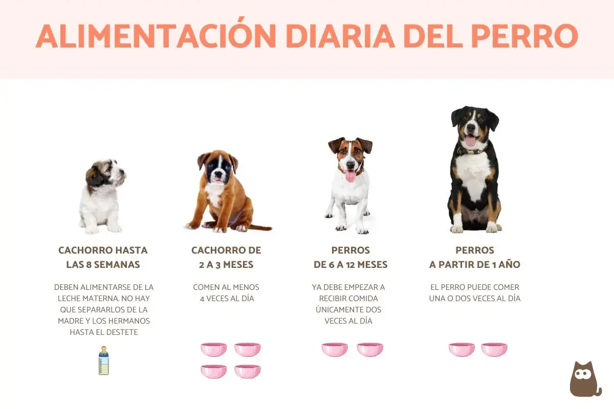 La imagen muestra cuántas veces al día come un perro según su edad: cachorros comen más, perros adultos una o dos veces.