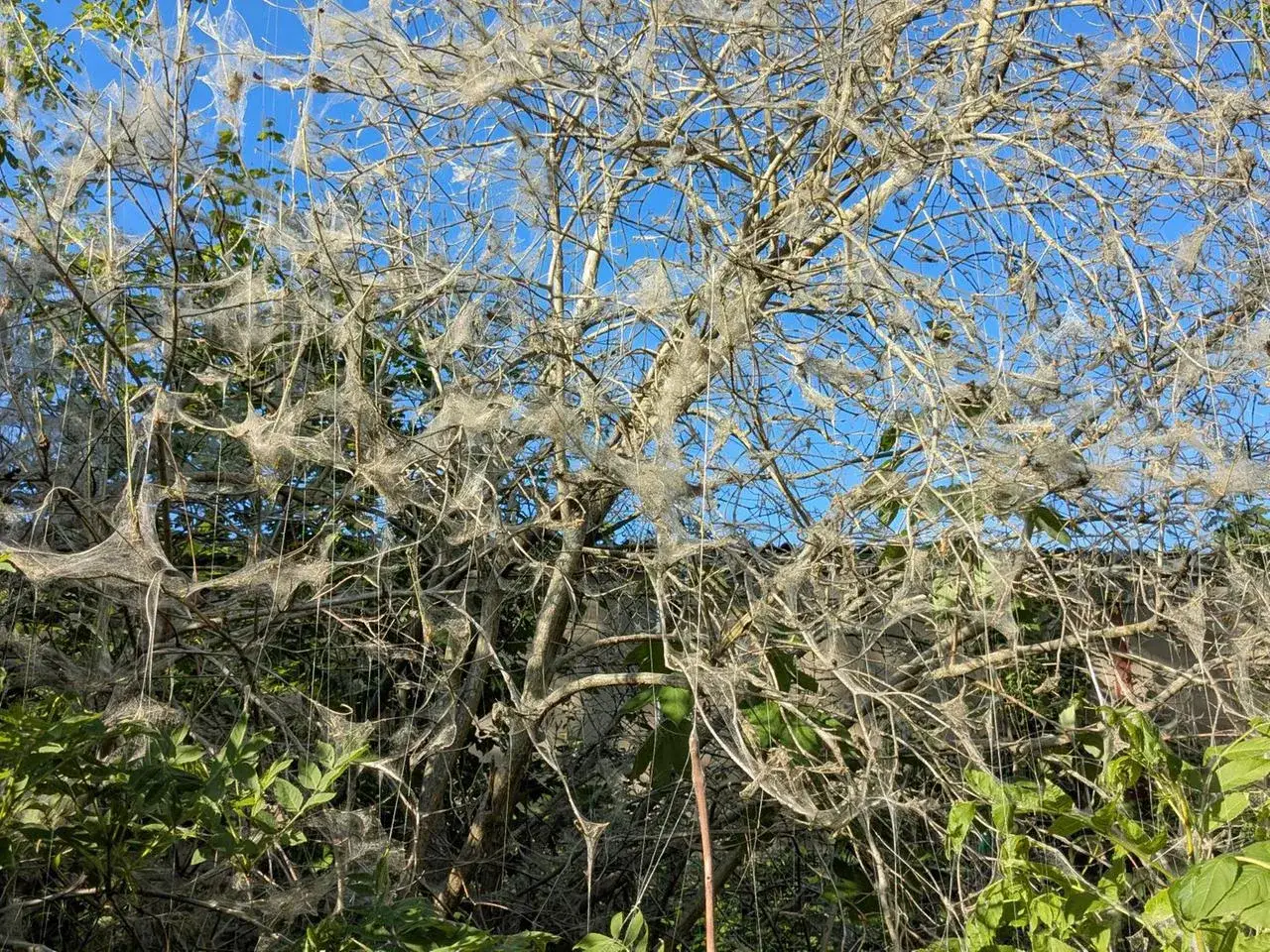 Ein Baum ist von einem dichten Gespinst &uuml;berzogen, das von Gespinstmotte Raupen stammt. Diese Raupen sind nicht giftig, aber ihr Gespinst kann Pflanzen sch&auml;digen.