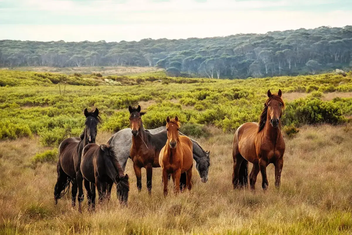Eine Gruppe wilder Pferde, eine beeindruckende Pferderasse mit robustem K&ouml;rperbau, steht auf einer sonnenbeschienenen Wiese vor einem bewaldeten H&uuml;gel.