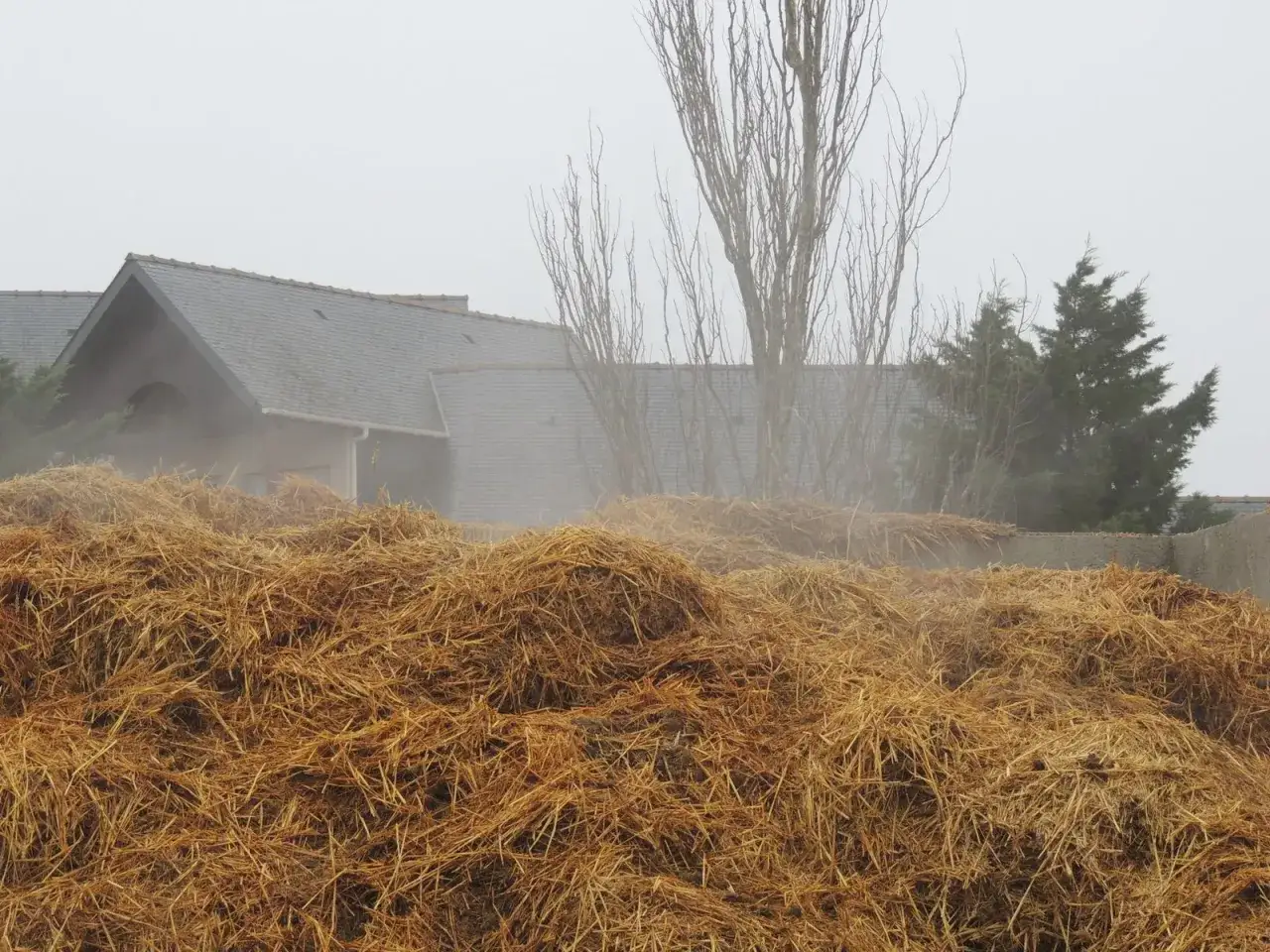 Un tas de paille pour chevaux, prêt à être utilisé, devant une maison aux toits gris et aux arbres dénudés.