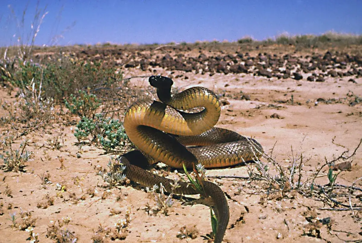 Serpiente marr&oacute;n enroscada en tierra &aacute;rida, con la cabeza levantada. Podr&iacute;a ser la serpiente m&aacute;s venenosa del mundo.