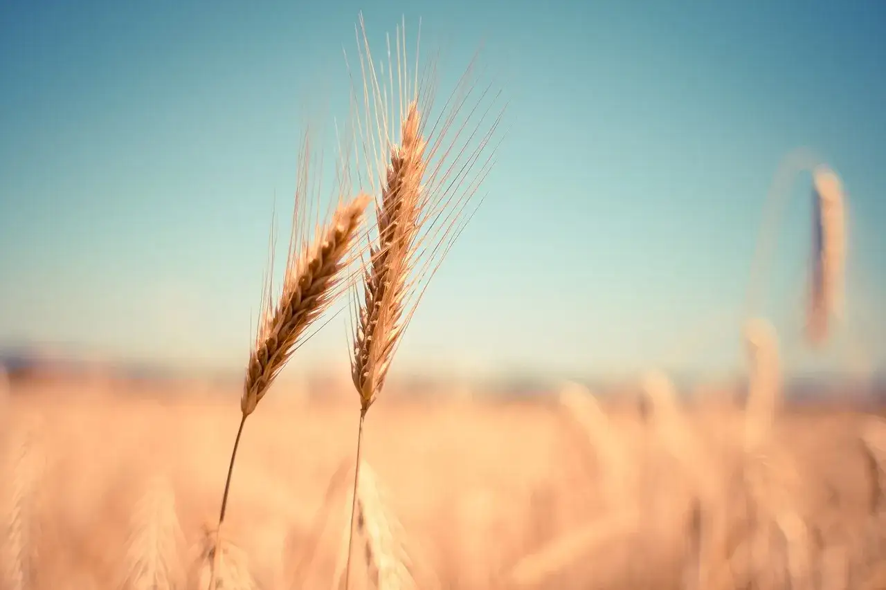 Dwa kłosy pszenicy zwyczajnej (Triticum vulgare) na tle błękitnego nieba i złotego pola.