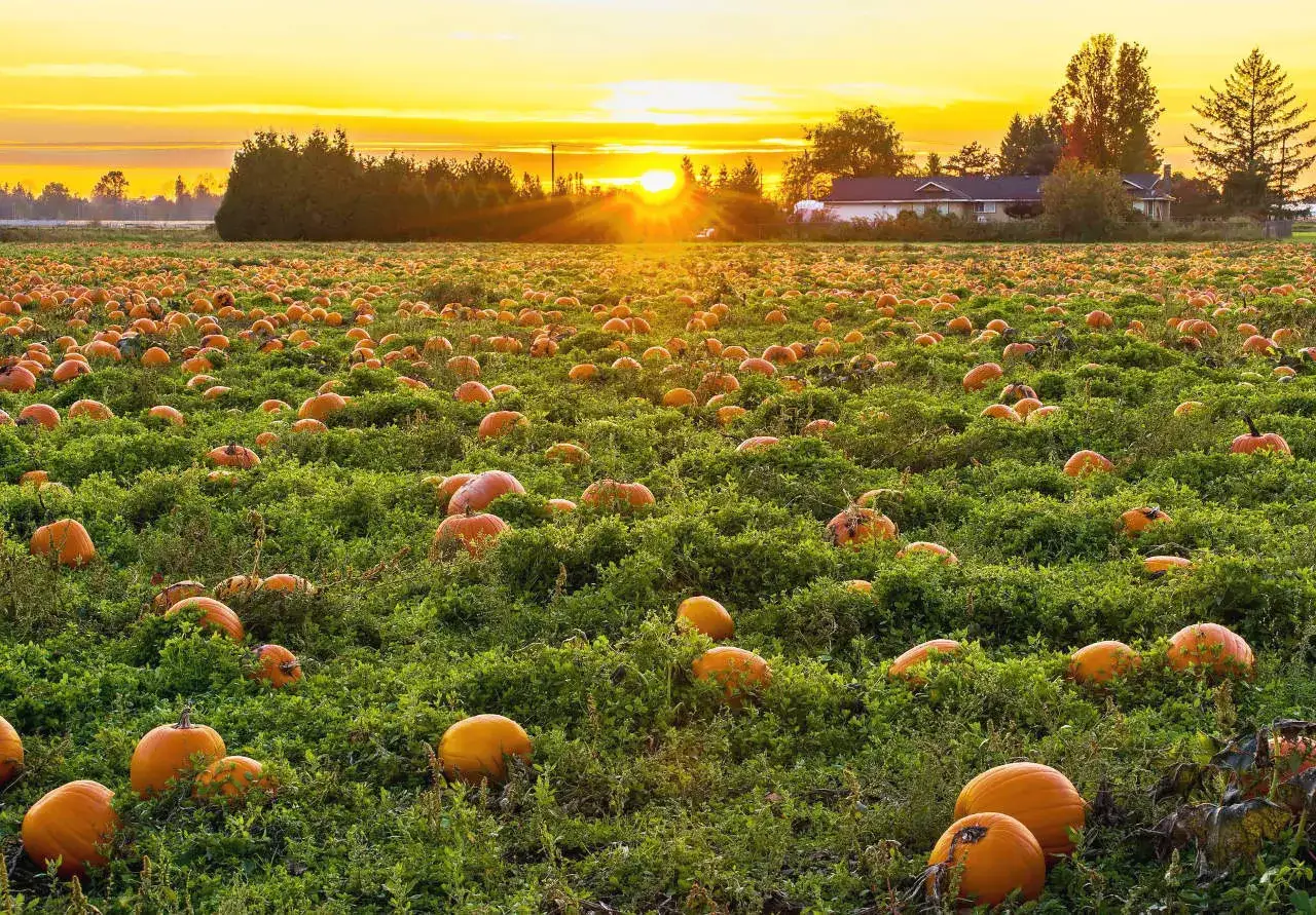 Un champ de citrouilles à perte de vue, baigné par un coucher de soleil doré. Le moment idéal pour savoir quand planter des citrouilles et profiter de cette récolte d'automne.