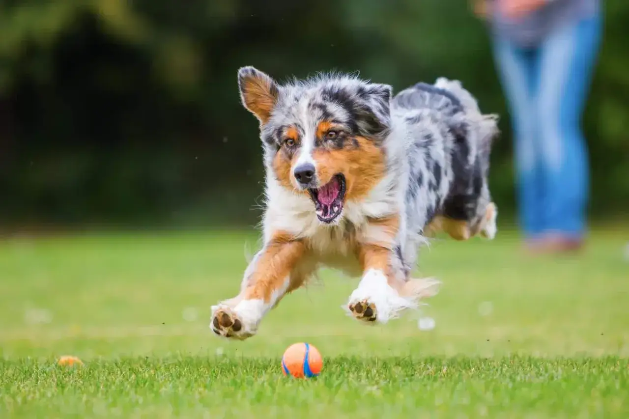 Ein Australian Shepherd springt freudig nach einem Ball. Die richtige australian shepherd erziehung fördert solche spielerischen Momente.
