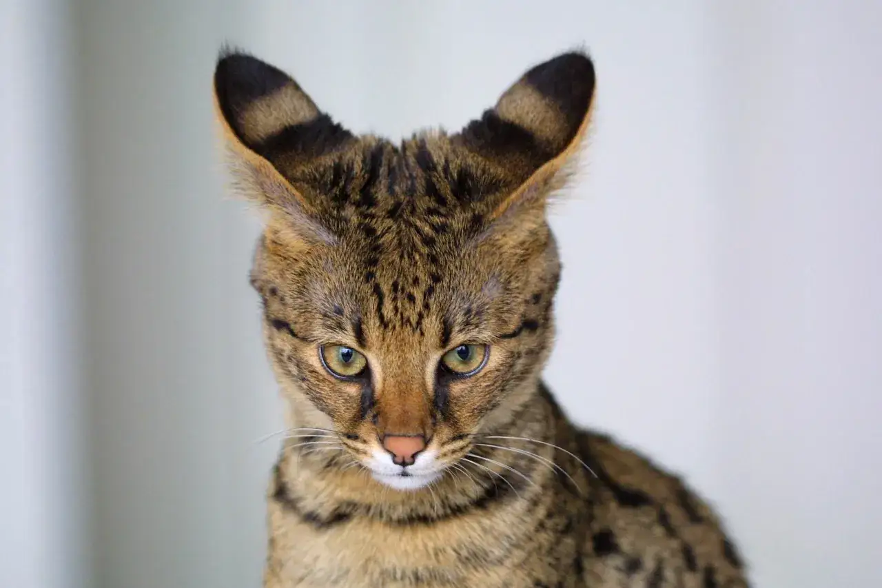 Un gato de orejas grandes, con pelaje atigrado y ojos verdes penetrantes, mira fijamente.