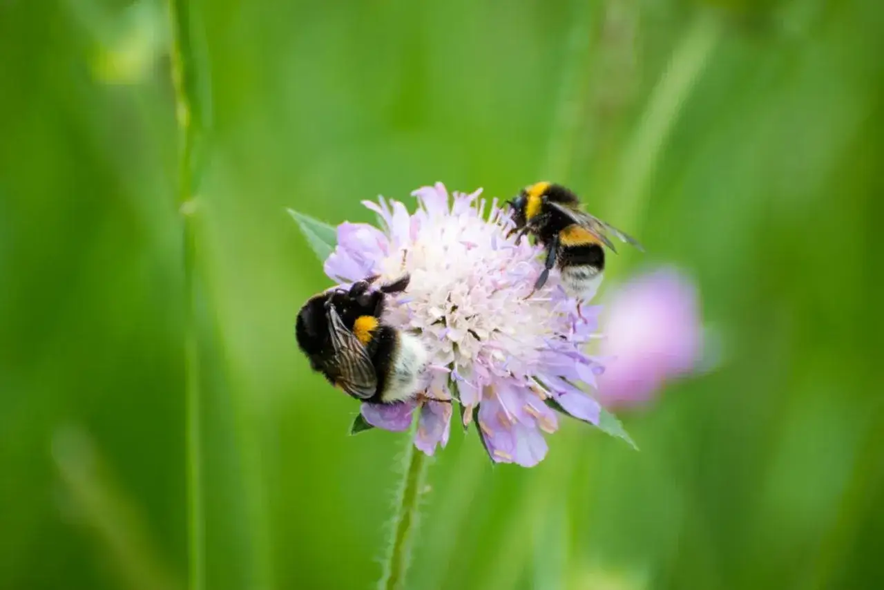 Zwei Hummeln, was machen Hummeln? Sie sammeln Nektar von einer zarten lila Blüte im grünen Gras.