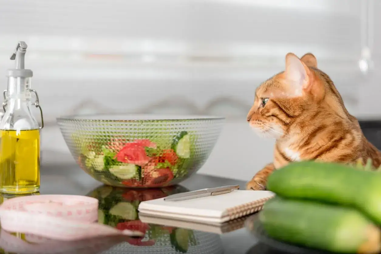 A Bengal cat looks at a salad, perhaps wondering if cats can eat spinach. A bottle of olive oil, a measuring tape, and cucumbers are also on the counter.