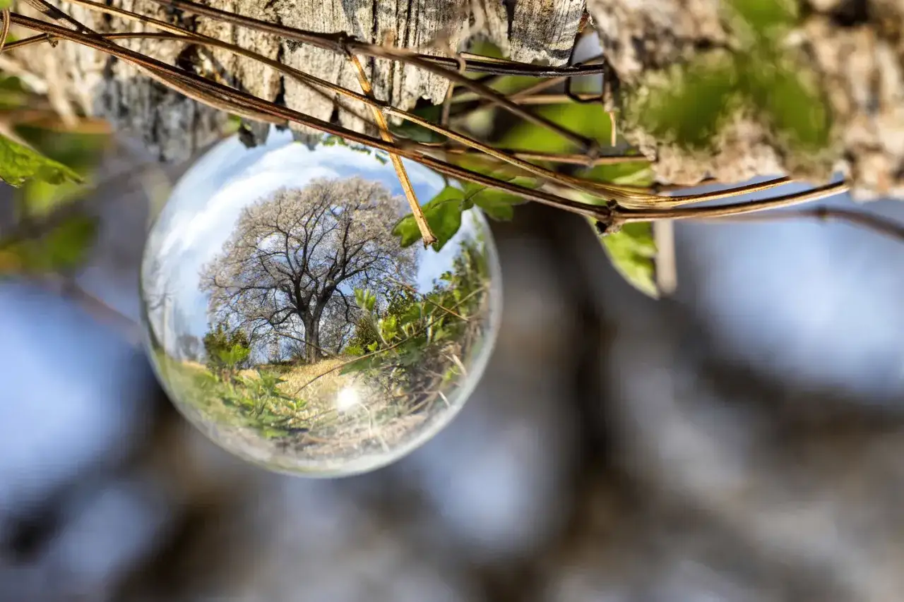 A glass orb reflects a bare tree, showcasing a unique perspective in this tree photography.