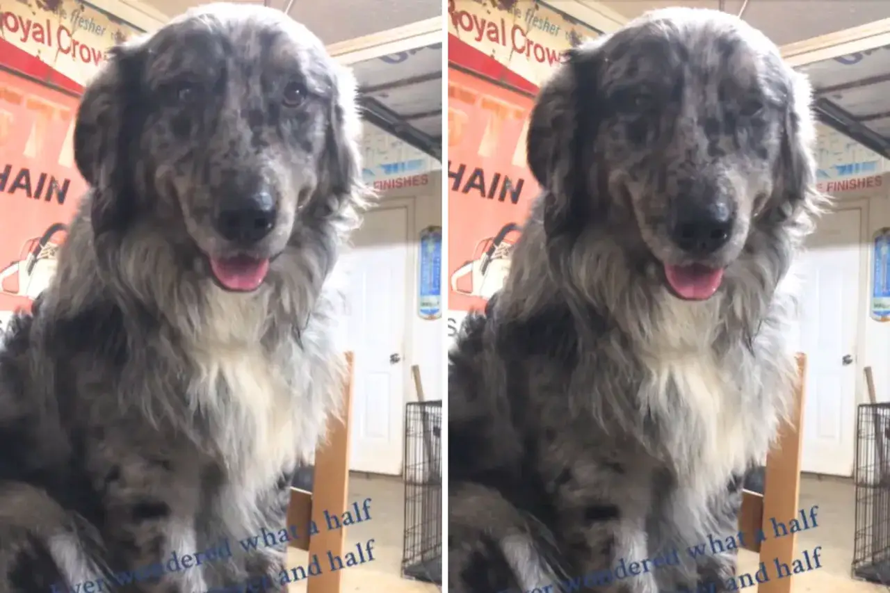 Ein flauschiger, marmorierter Hund, ein golden aussie, sitzt auf einem Stuhl. Im Hintergrund ist ein Schild mit der Aufschrift 