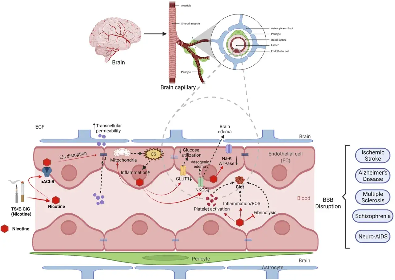 Ilustración de los efectos de la nicotina vaporizada en el cerebro: disrupción de la barrera hematoencefálica, inflamación, edema y riesgo de enfermedades.