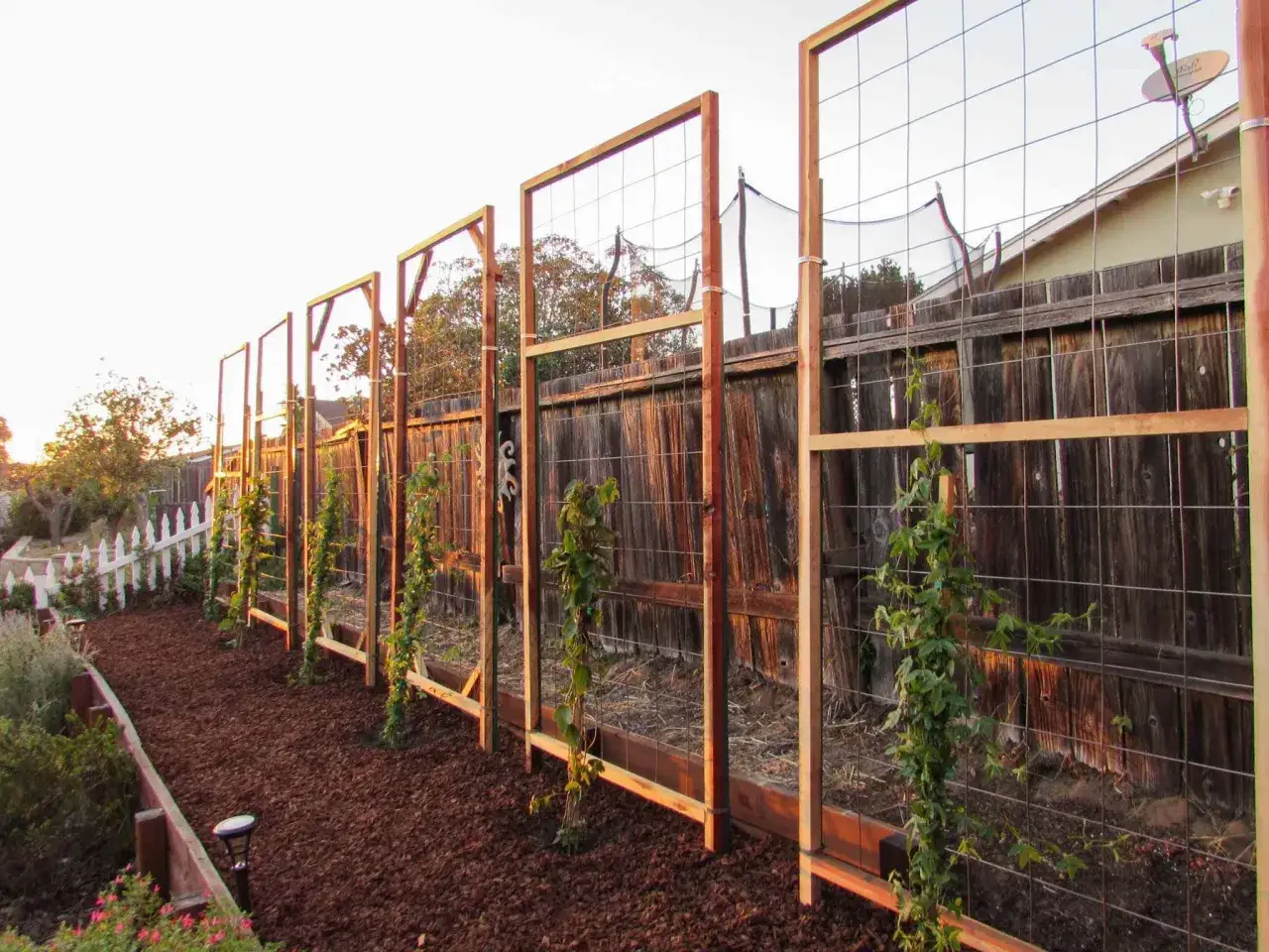 Installation de fixation treillis sur mur en bois pour soutenir des plantes grimpantes. Le jardin est pr&ecirc;t pour la croissance.
