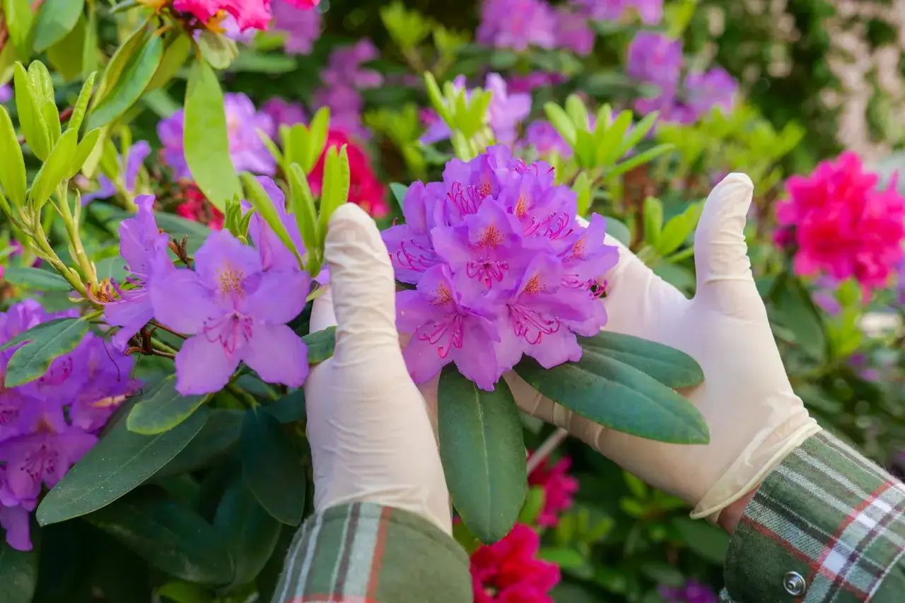 Hj&auml;lmkl&auml;dda h&auml;nder unders&ouml;ker lila rhododendron sorter i en blomstrande tr&auml;dg&aring;rd.