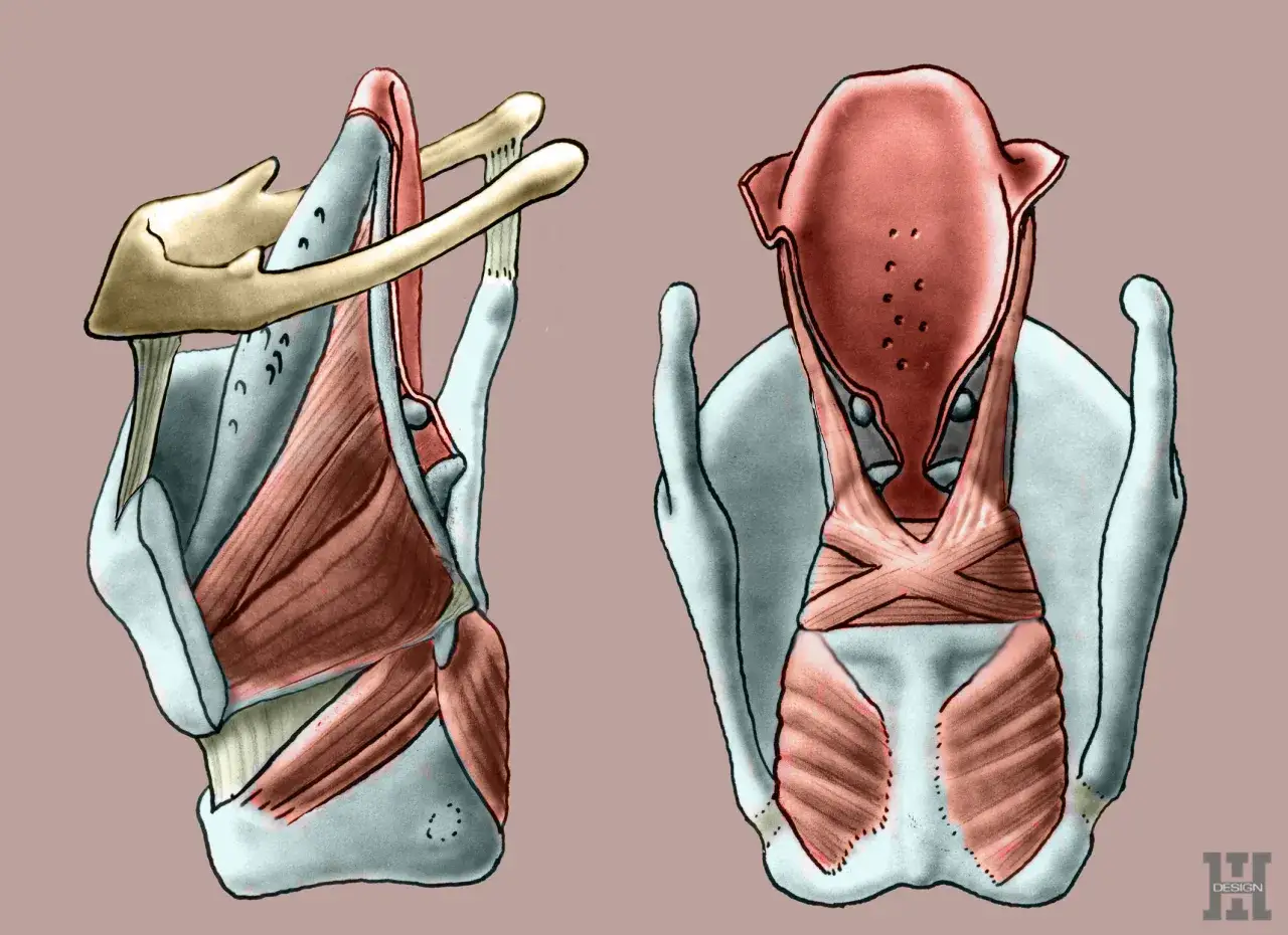 Anatomical illustration showing the larynx and hyoid bone. The complex network of muscles, including the mięśnie gnykowe, is highlighted in red and brown.