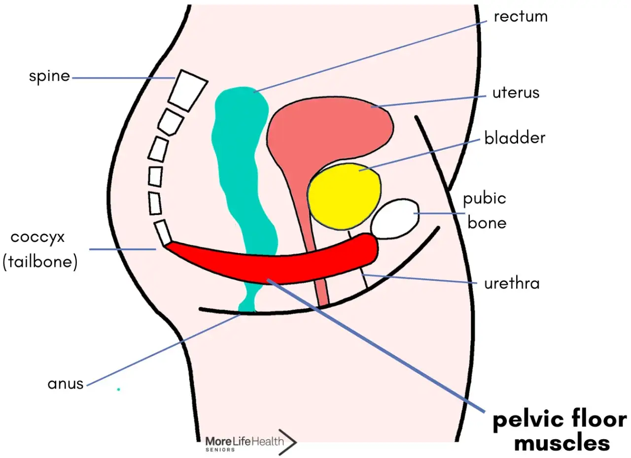 Beckenbodenmuskulatur st&uuml;tzt Blase, Uterus, Rektum. Schw&auml;che kann zu Inkontinenz f&uuml;hren. Anatomie des Beckens.
