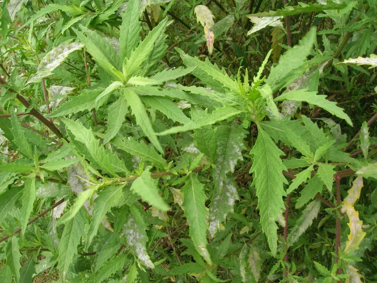 Fogli verdi e seghettati di farinello velenoso, alcuni con macchie biancastre di muffa.