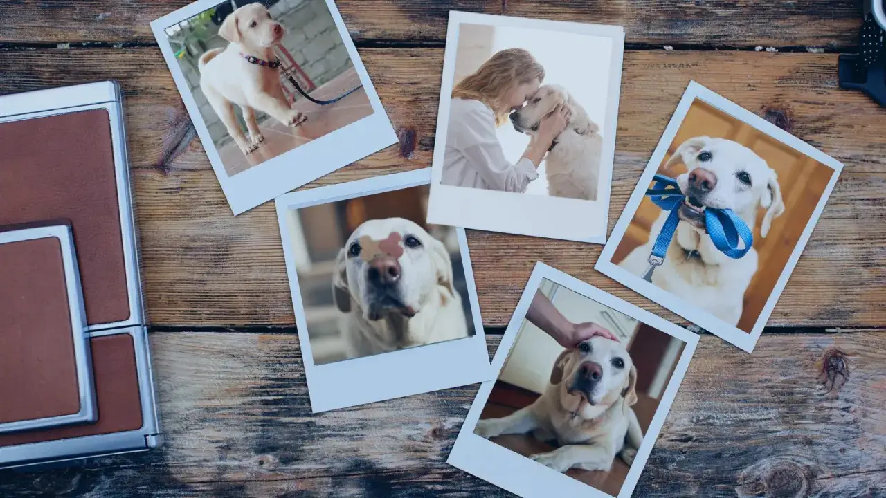 Fotos de un perro, desde cachorro hasta adulto, recordando momentos. Un recordatorio de c&oacute;mo superar la muerte de un perro es honrar su amor.